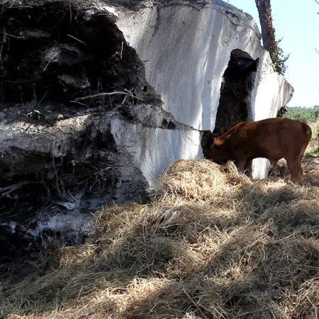 becerro comiendo heno del refugio